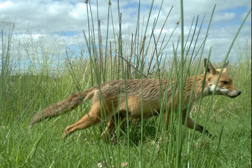 Fox running through long grass of wetland