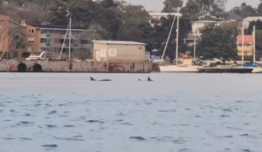 Pod of dolphins spotted swimming in Sydney Harbour