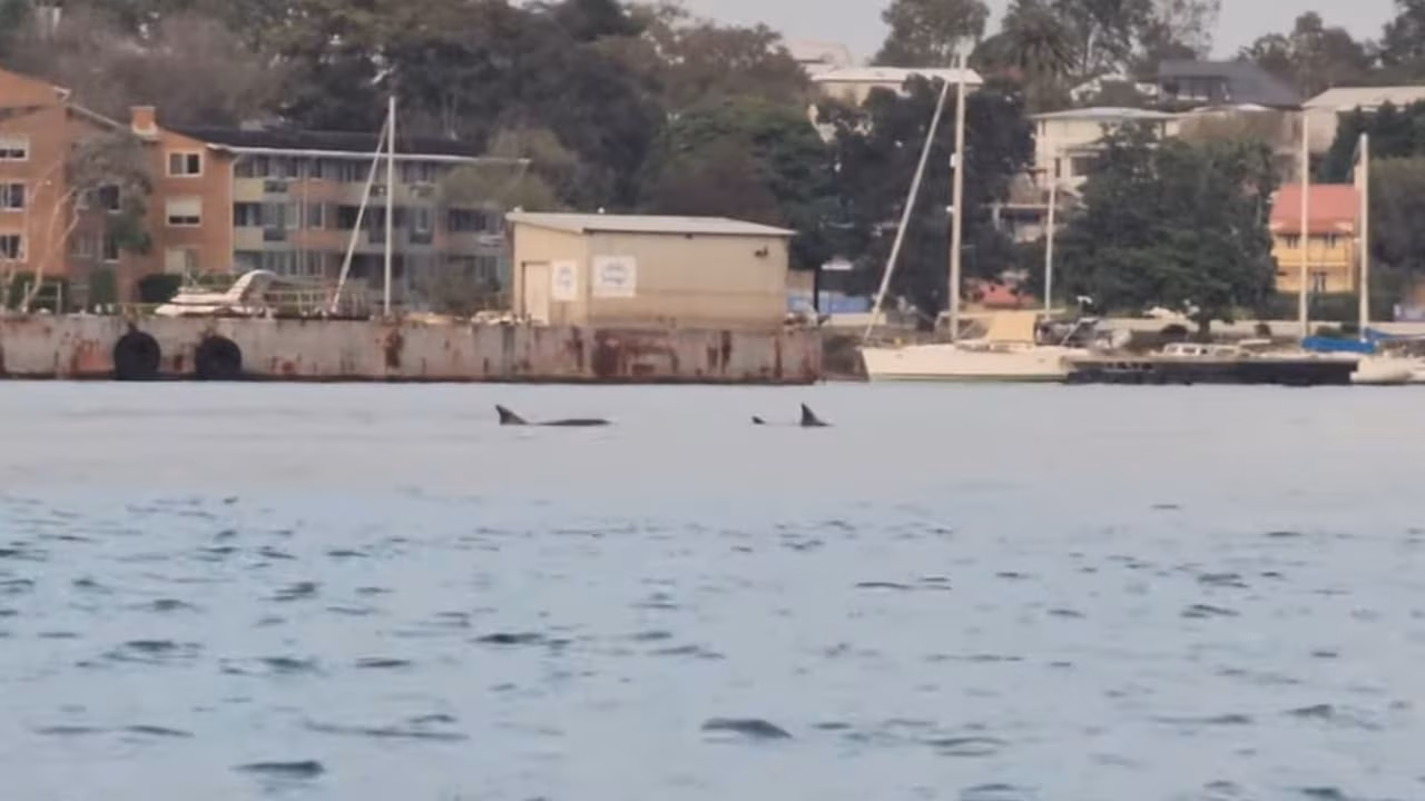 Pod of dolphins spotted swimming in Sydney Harbour