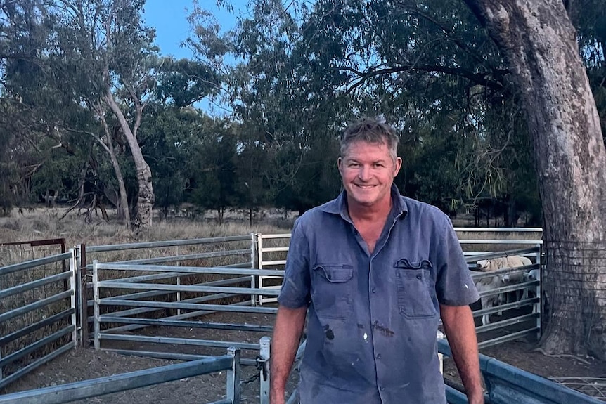 a man stands in a pen filled with sheep and smiles to the camera