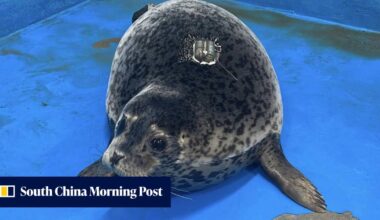 China seal touches hearts for swimming 200km back to island after missing humans