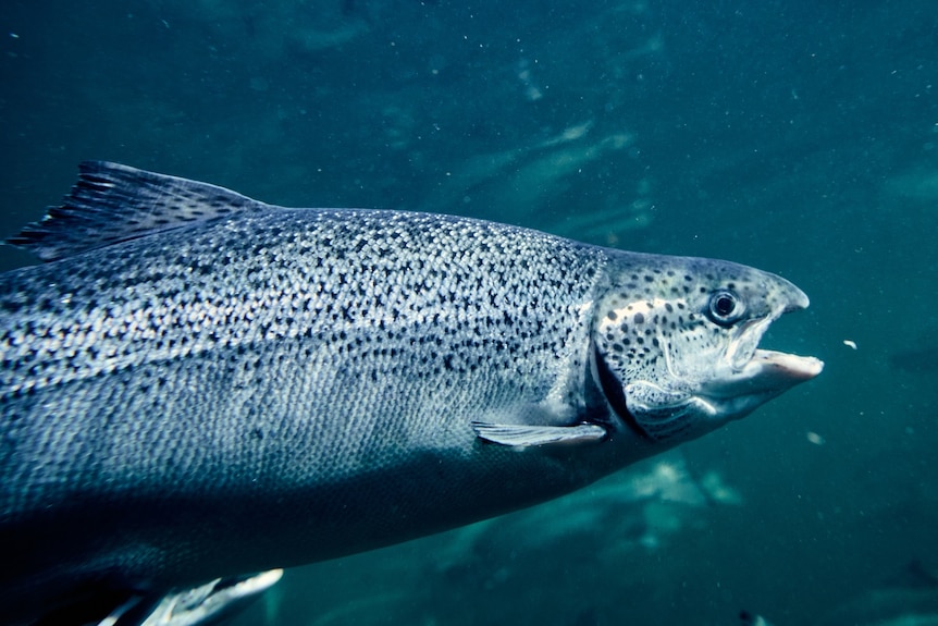 Atlantic salmon in a fish farming pen, Tasmania