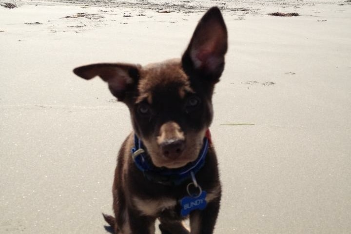 A kelpie puppy on the beach.