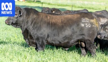 Angus bull sells for $420,000, smashing Australian beef record