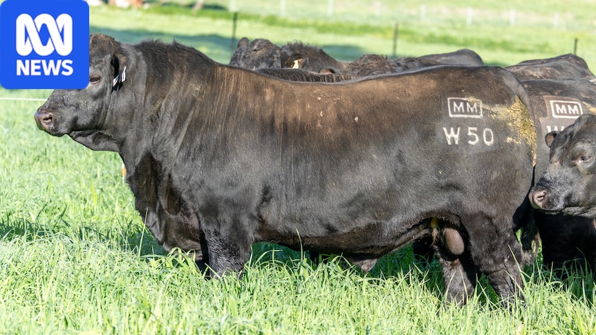 Angus bull sells for $420,000, smashing Australian beef record