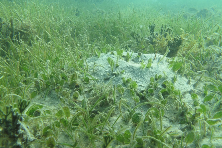 Underwater view of green seagrass