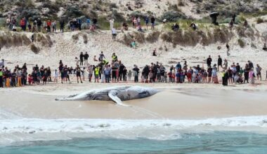 Expert warns dead whale scent could linger around City Beach for weeks as carcass removal set to begin