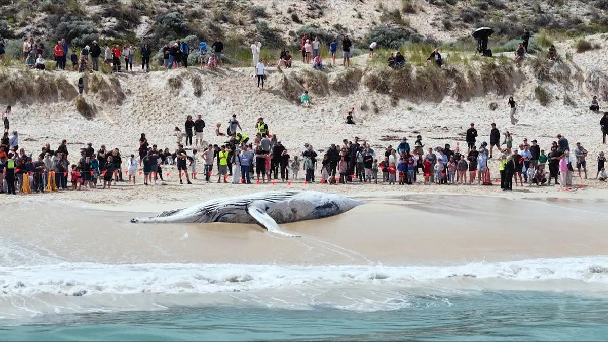 Expert warns dead whale scent could linger around City Beach for weeks as carcass removal set to begin