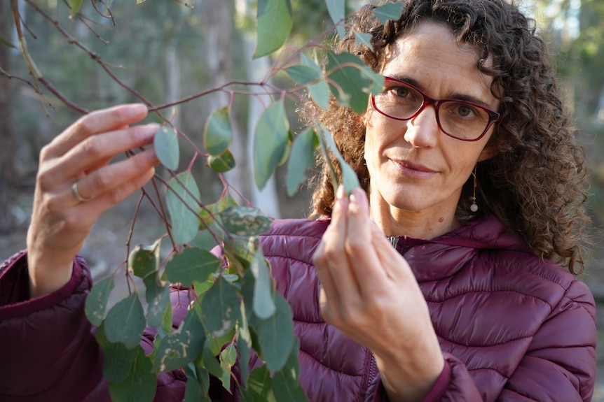 Woman with glasses stand in forest holding eucalypt leaves hanging from tree