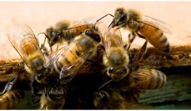 How bee venom therapy offers pain relief in Tanzania, but safety risks remain