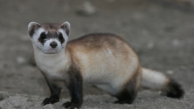 In 1986, only 18 black-footed ferrets were known to survive; a captive-breeding programme built from those animals has helped restore about 400 to the wild