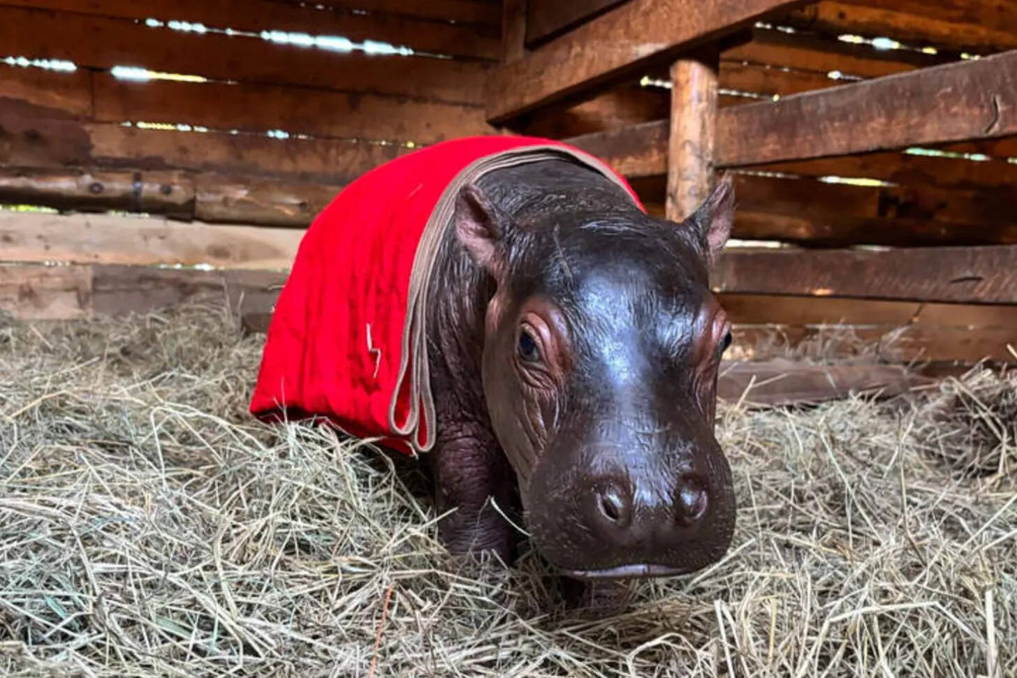 Bumpy shares the sanctuary with another rescued hippo, Musumbi. (Photo: Sheldrick Wildlife Trust) Bumpy shares the sanctuary with another rescued hippo, Musumbi.