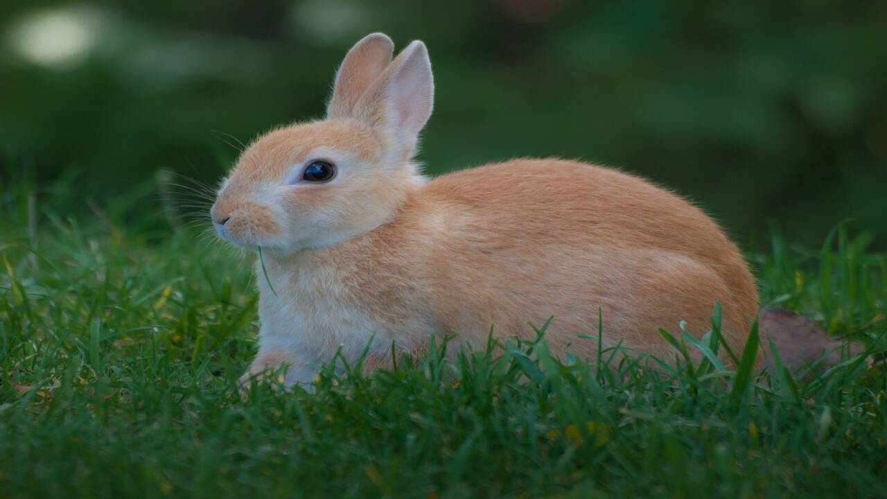 A light brown rabbit resting on grass at Alligator Bay in Beauvoir, France. Credits - Wikimedia Commons Bunny_rabbit_at_Alligator_Bay,_Beauvoir,_France (1)