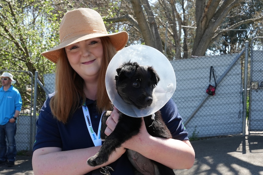 A female RSPCA employee with straight brown hair and a sun hat holds a black puppy with a plastic cone around its head.