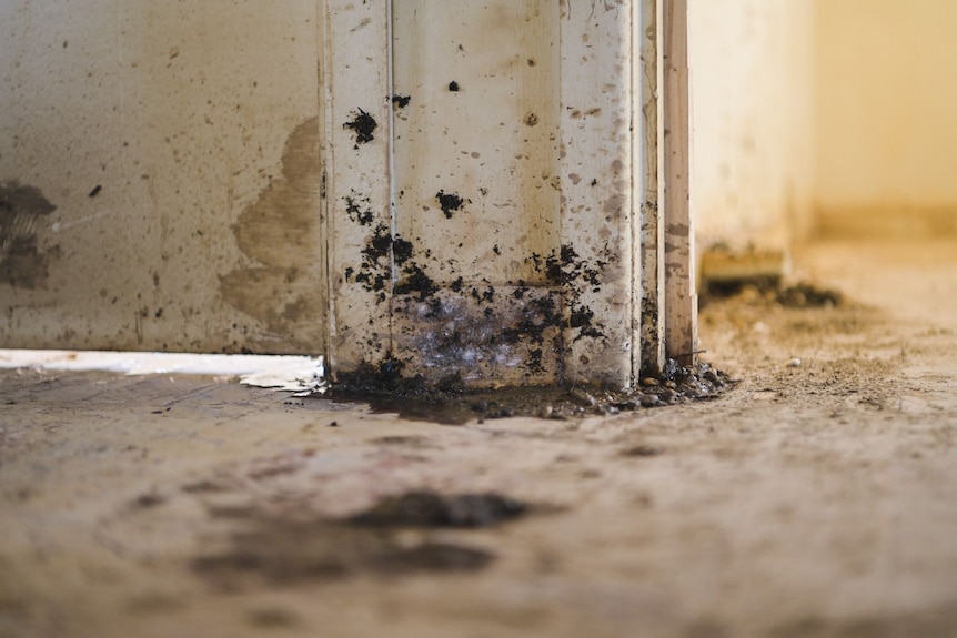 Black mould on a surface.