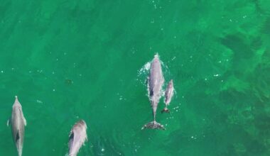 Dolphins being pushed to extinction twice as fast from being fed by tourists, experts reveal