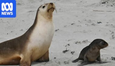 Four sea lions test positive for H5 bird flu at key breeding ground off Kangaroo Island