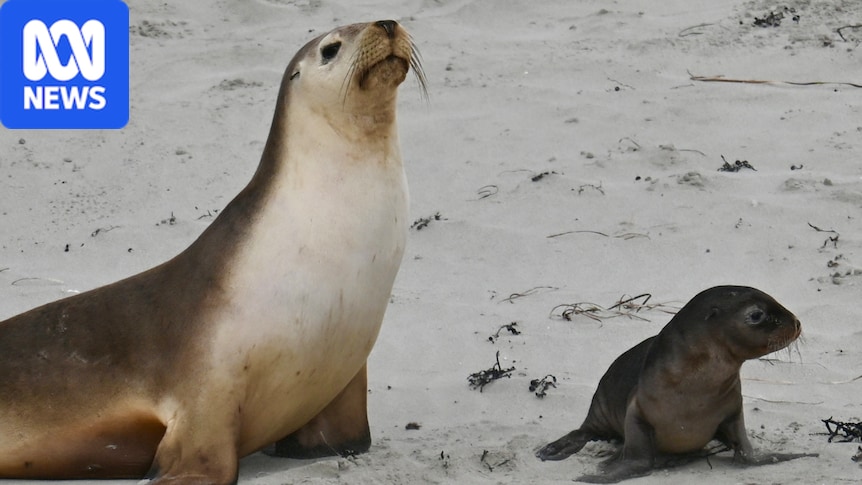 Four sea lions test positive for H5 bird flu at key breeding ground off Kangaroo Island