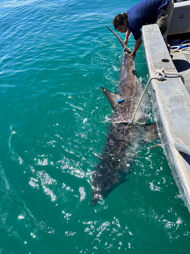 A 3.7m white shark was tagged and released off Floreat Groyne on Tuesday.