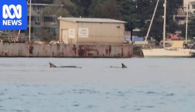 Dolphins spotted west of Sydney Harbour Bridge in sign of improving water health