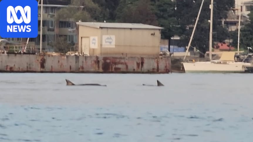 Dolphins spotted west of Sydney Harbour Bridge in sign of improving water health