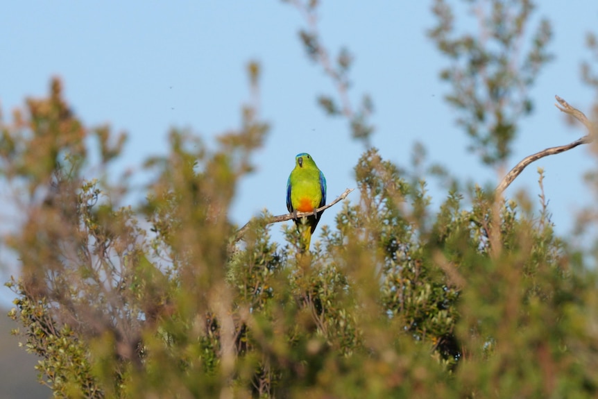 Orange-bellied parrot juvenile on a branch