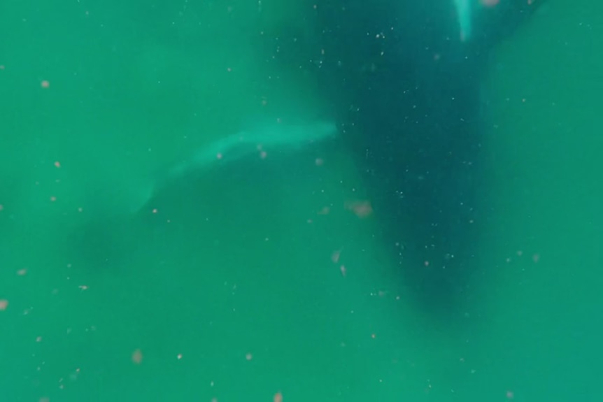 A humpback whale alongside its stillborn calf