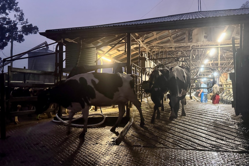 Black and white dairy cows walk out of a dairy in the dark.