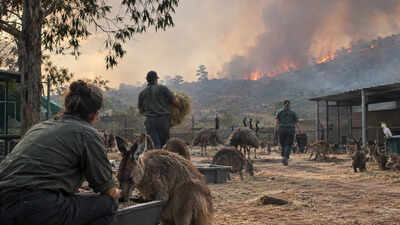 In 2020, five workers remained at a South Australian wildlife park as bushfires approached, choosing to defend the 700 animals in their care