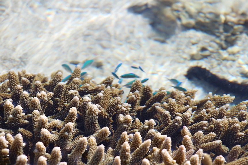 Close up of coral with a school of blue small fish nearby in clear water.