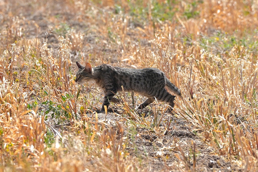 A feral cat walking through a field of harvested crops.