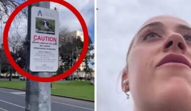 ‘Like a jet fighter’: Australians warned as magpie swooping attacks surge nationwide