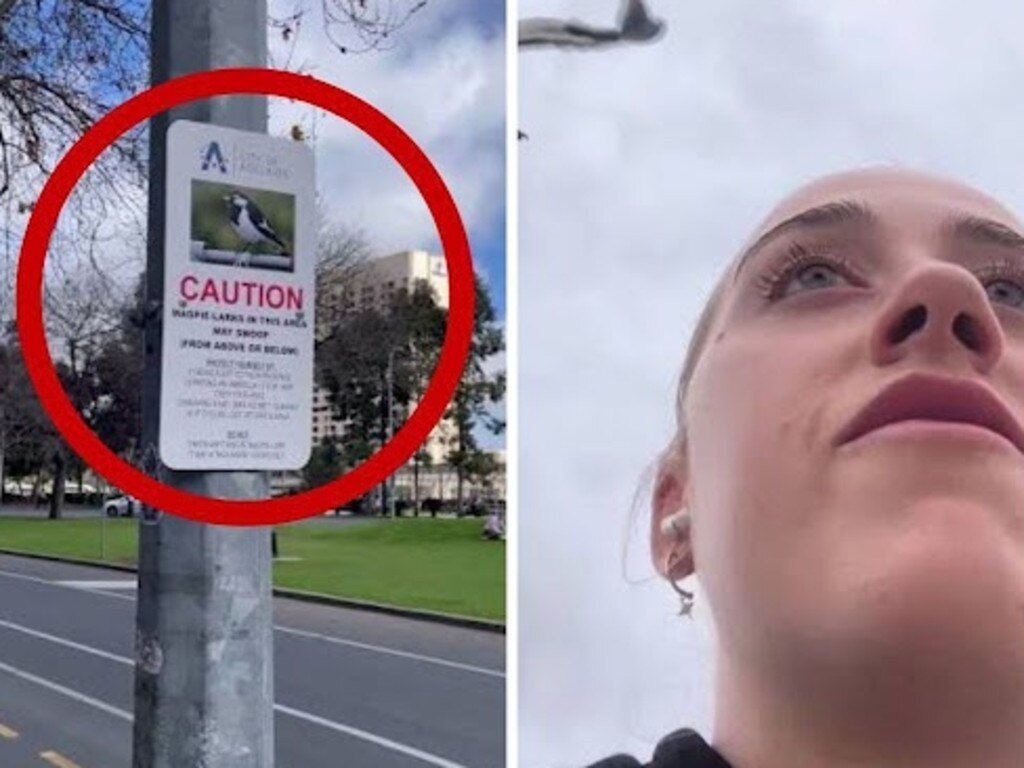 ‘Like a jet fighter’: Australians warned as magpie swooping attacks surge nationwide