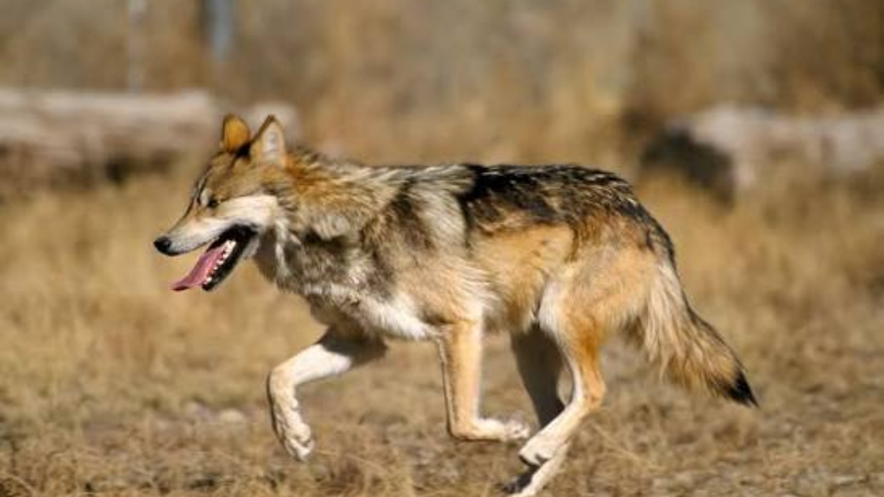 Captive Mexican wolf running (Image: Wikipedia)