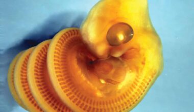 Snake Embryos Almost Always Twist the Same Way Inside the Egg, and Scientists Think They Know Why