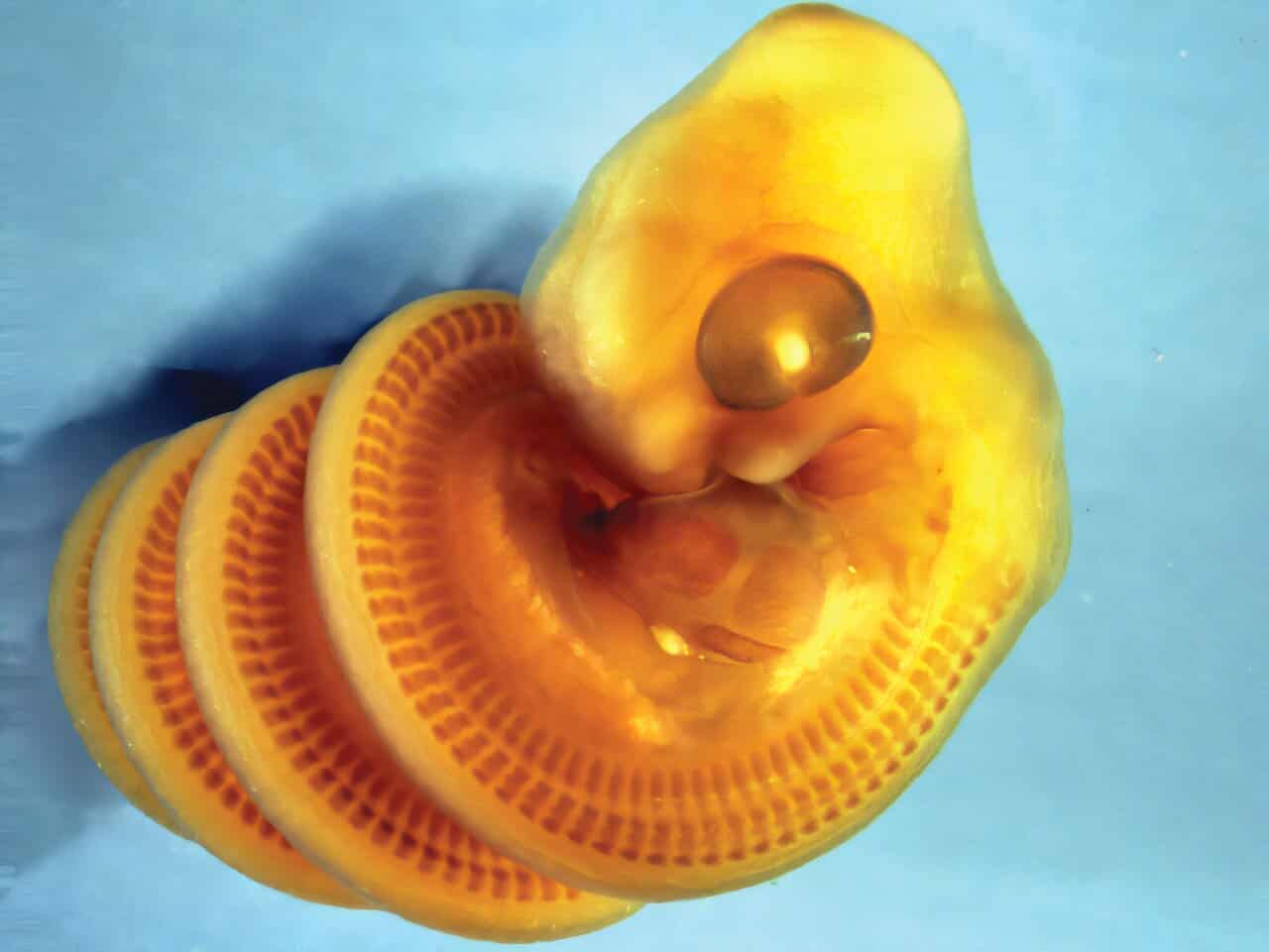 Snake Embryos Almost Always Twist the Same Way Inside the Egg, and Scientists Think They Know Why