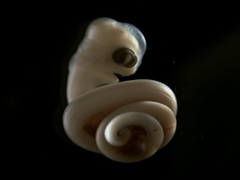 Image of pale coiled snake embryo against black background