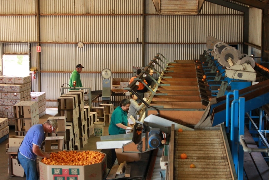 People in a shed packing oranges