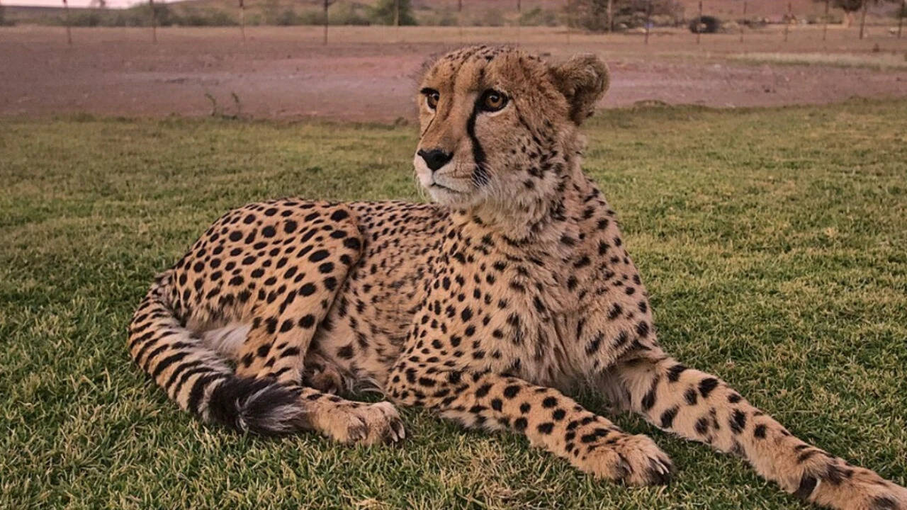 A representative image of cheetah resting. Image credits: Wikimedia Commons Cheetah 1