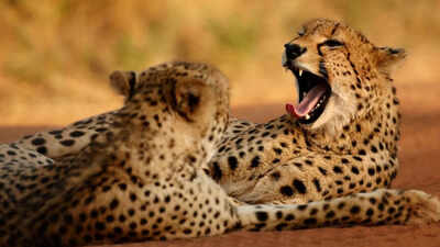 In 1990, cheetah expert Laurie Marker sold her possessions to begin fieldwork in Namibia; her research base now helps protect about 158,000 acres of cheetah country