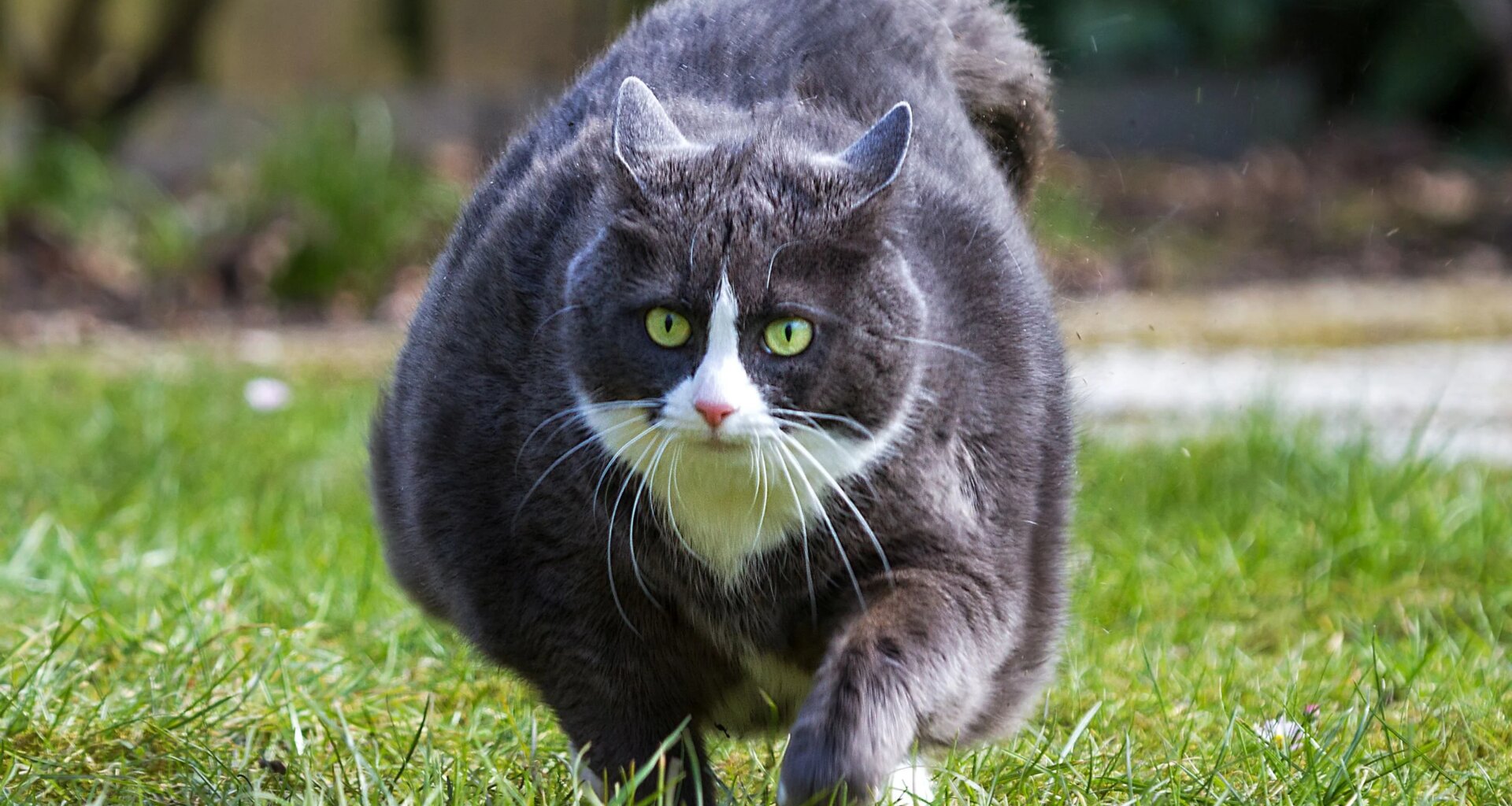 Physicists Created a Record-Breaking Schrödinger's Cat With Some of The Weirdest Atoms in Physics : ScienceAlert