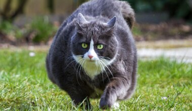 Physicists Created a Record-Breaking Schrödinger's Cat With Some of The Weirdest Atoms in Physics : ScienceAlert