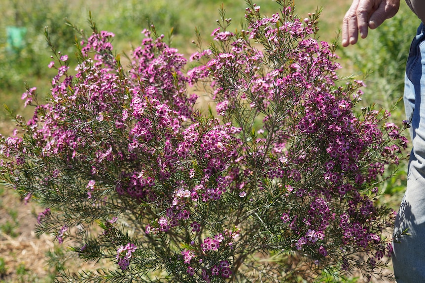 A medium sized plant blooming with pink flowers.
