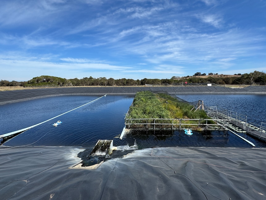 A photo of a wastewater lagoon, with a floating wetland and green plants on the surface