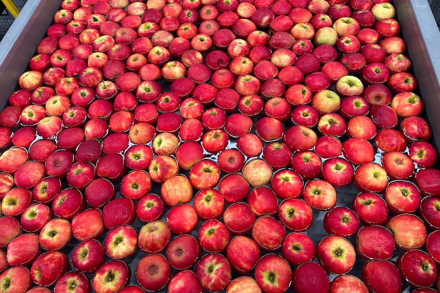 Apples floating in water in a tank