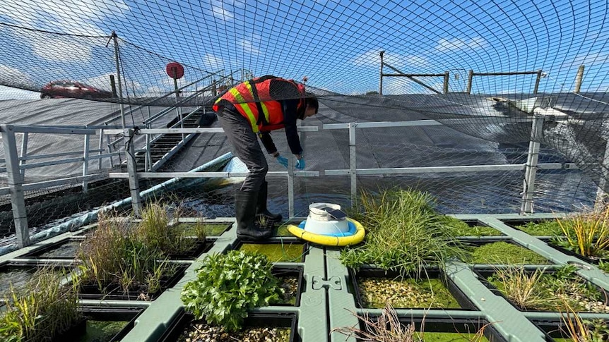 A floating wetland, with plants grown on top, a man in high-vis working on the site