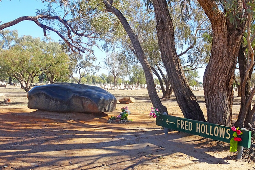 Gum trees shade a large grey stone perched on a mound of red dirt, with a sign saying Fred Hollows and an arrow. 