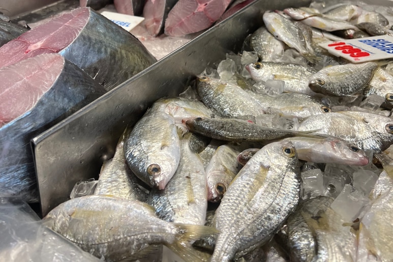 Raw fish for sale at a seafood market.