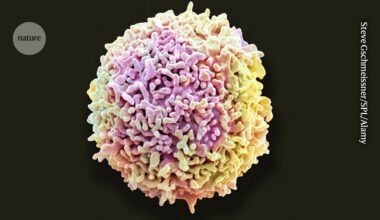 ‘Stomach bugs’ send protective immune cells rushing from gut to brain