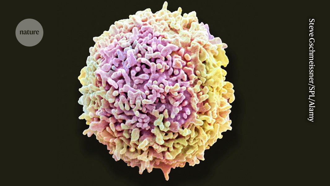 ‘Stomach bugs’ send protective immune cells rushing from gut to brain